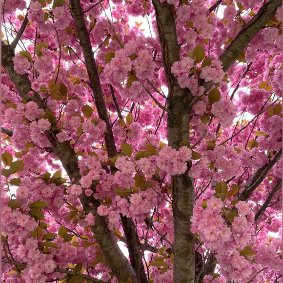 Meet your Posher, Miyuki - Picture 4 of 7